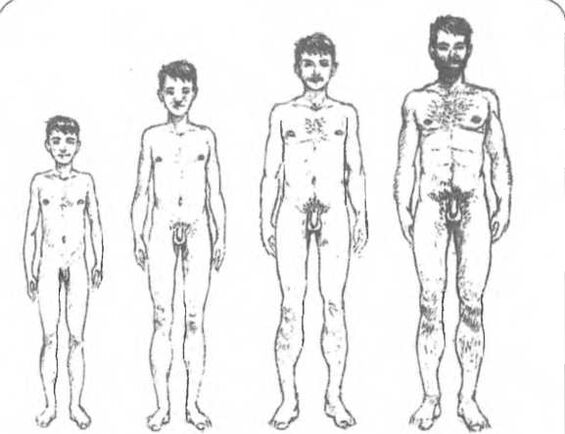 Tamanho do pênis dependendo da idade