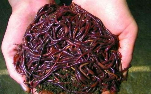 minhocas e seu uso para aumentar o pênis