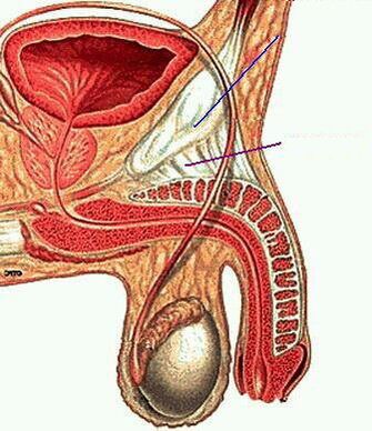 anatomia do membro masculino